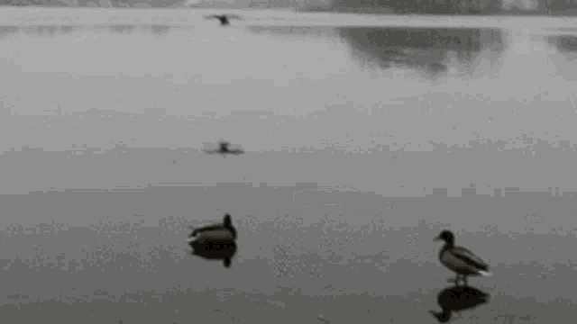 Ducks Fly GIF - Ducks Fly Sup GIFs