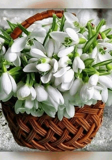 a wicker basket filled with white snowdrop flowers .