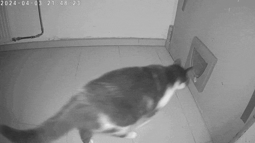 a black and white photo of a cat walking in a room