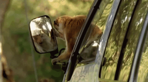 a monkey is sticking its head out the window of a car
