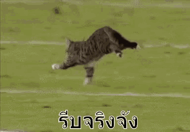 a cat is running on a soccer field with a ball in its mouth .