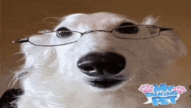 a close up of a dog wearing glasses with the words my talking pet behind it