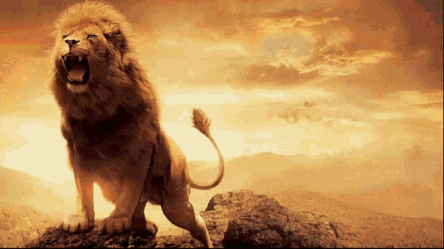 a lion standing on top of a rocky hill with its mouth open