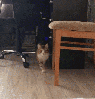 a cat standing next to a chair with a cushion on it
