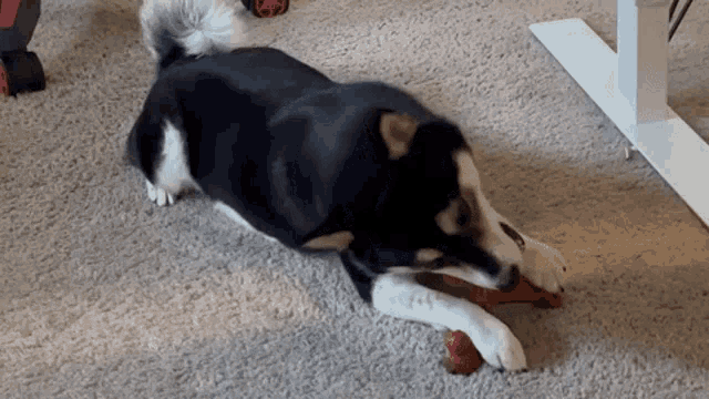 a dog is playing with a red toy on the floor .