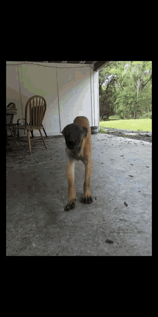 a dog is standing on its hind legs in a garage