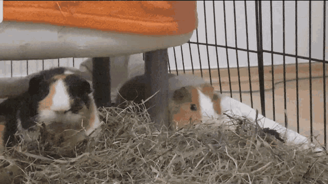 three guinea pigs in a cage with hay