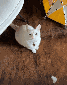 a white cat with a bell around its neck is sitting on a brown rug