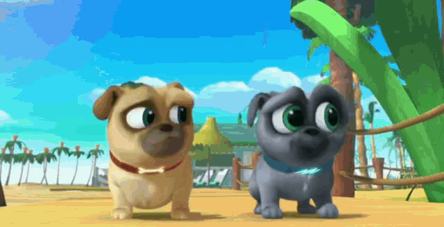 two pug dogs are standing next to each other on the beach