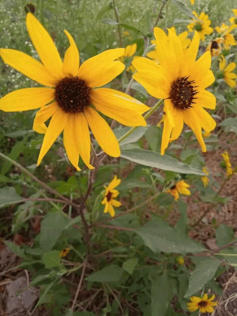 a close up of two yellow flowers with green leaves in the background