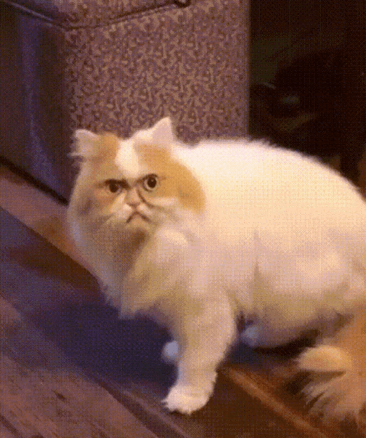 Angry Cat Mad GIF - Angry Cat Mad More Treats - Discover & Share GIFs