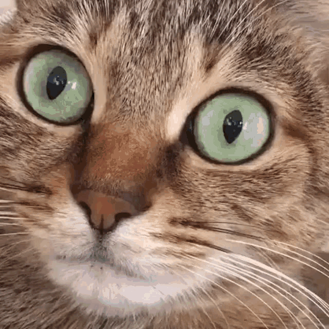 Cat Adpolik GIF - Cat Adpolik GIFs