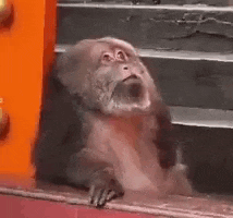 a monkey with a beard is sitting on a staircase .