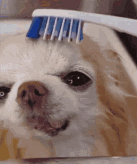 a close up of a dog 's face with a toothbrush on it