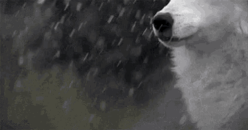 a black and white photo of a husky dog standing in the rain .