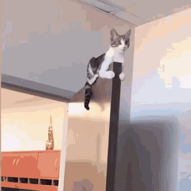 Cat Cat Door GIF - Cat Cat Door Cat Climb GIFs
