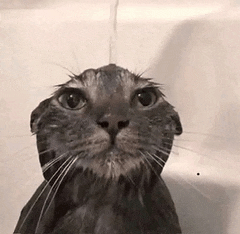 a cat is taking a bath in a bathtub and looking up at the water