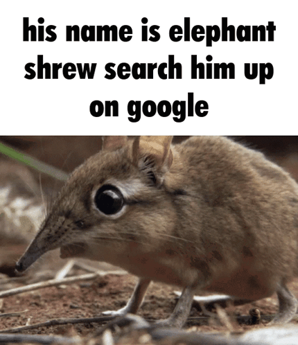 Elephant Shrew Big Boobs GIF - Elephant Shrew Big Boobs Look Him Up On Google GIFs