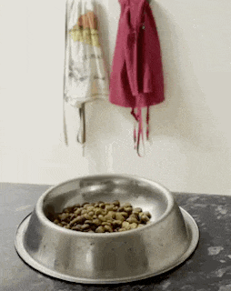 a bowl of dog food is sitting on a counter next to a pink apron