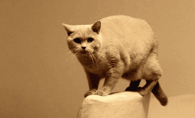 a cat standing on top of a white cushion