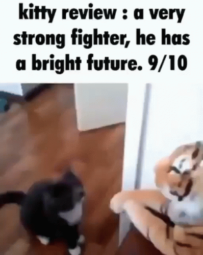 Cat Kate GIF - Cat Kate Fight GIFs