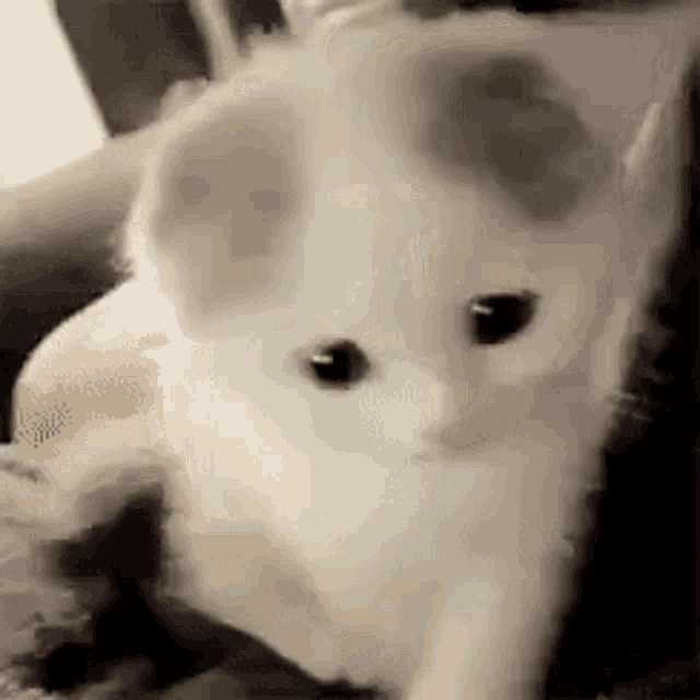 Byuntear Sad GIF - Byuntear Sad Cat Sad GIFs