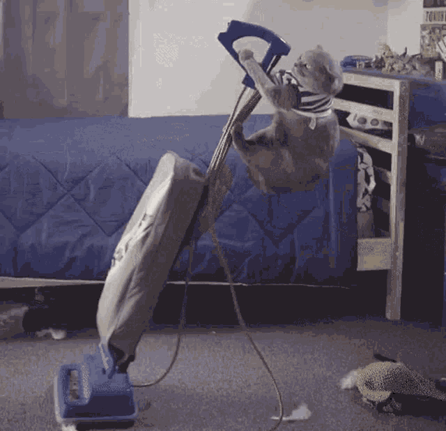 Cats Clean GIF - Cats Clean House GIFs