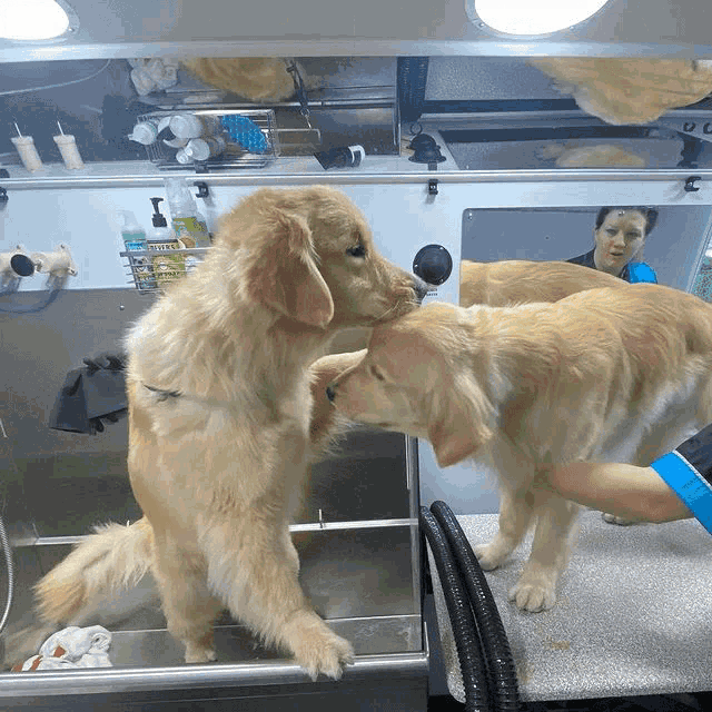 two dogs standing next to each other in front of a mirror with a bottle of shampoo on the counter