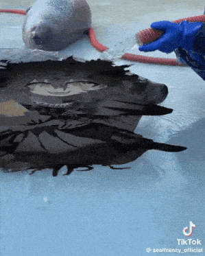 a seal is being cleaned by a person in blue gloves with a tiktok logo in the corner