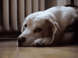 a white dog is laying on the floor with its head on the floor .