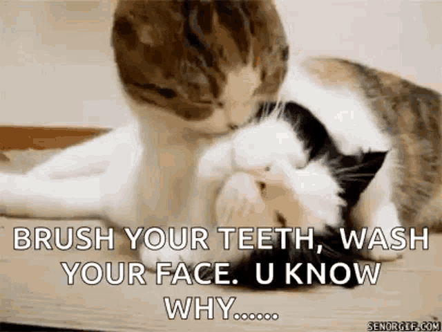 a cat is brushing another cat 's teeth while laying on a table .