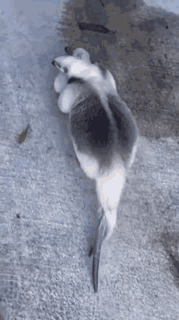a husky dog is laying on its back on a concrete surface .