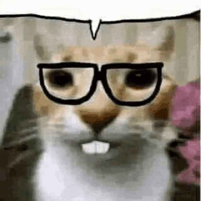 a cat wearing glasses with a speech bubble above its head .