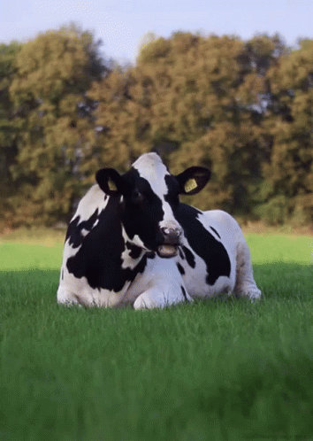Cows GIF - Cow Chew Grass GIFs