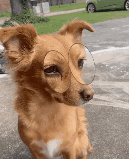 a brown dog with a magnifying glass on its face
