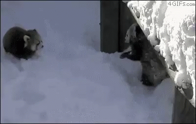 Red Panda Playing GIF - Red Panda Playing Snow GIFs