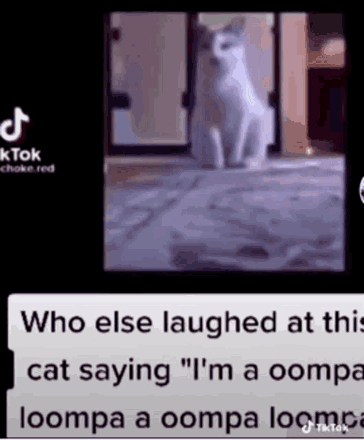 Cat Oompaloompa GIF
