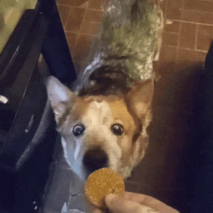a brown and white dog looking at a person holding a cookie