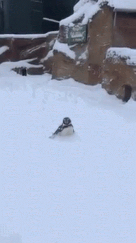 Penguin Winter GIF - Penguin Winter Snow GIFs