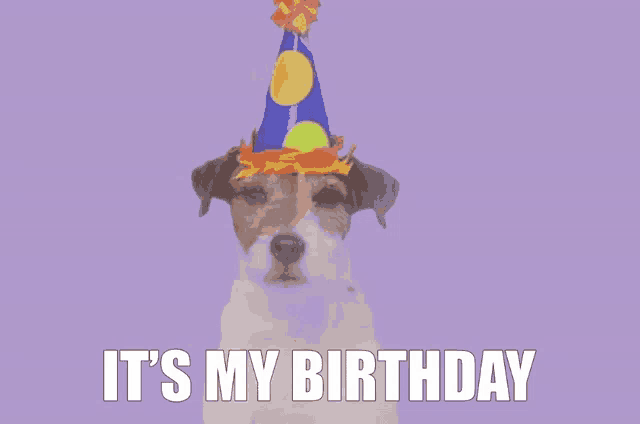 a dog wearing a party hat with the words " it 's my birthday " below it
