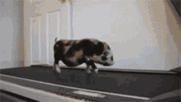 a pig is running on a treadmill .