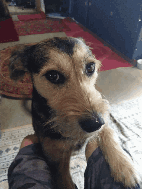 a close up of a dog 's face looking at the camera