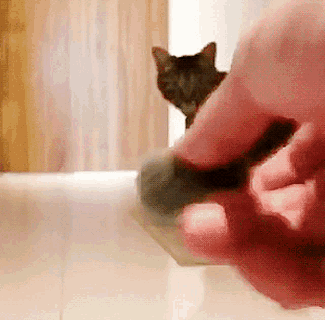 Cat Confused GIF - Cat Confused What GIFs