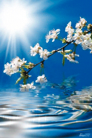 a tree branch with white flowers hanging over water