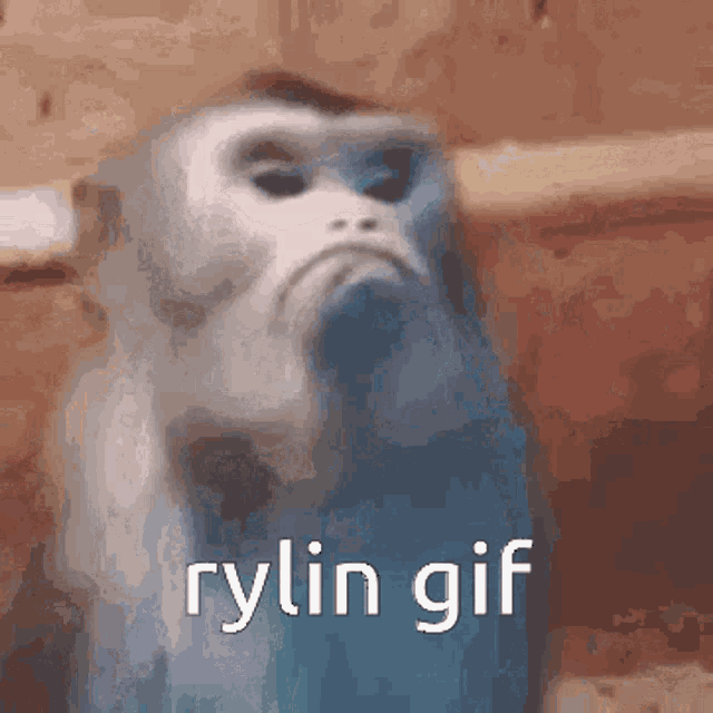 Rylin Gif GIF - Rylin Gif GIFs