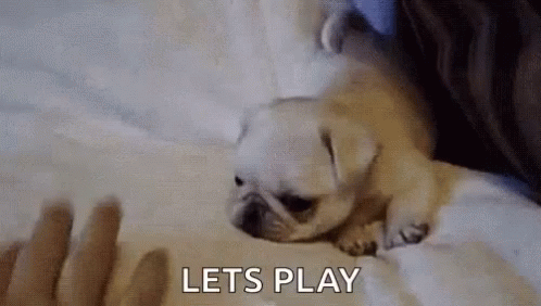 Dogs Lets Play GIF - Dogs Lets Play Puppy GIFs