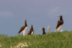 Bird Confused GIF - Bird Confused GIFs