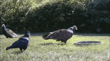 two vultures and a crow are standing in a grassy area