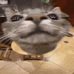 Cat Cat Sniff GIF - Cat Cat Sniff Sniff GIFs