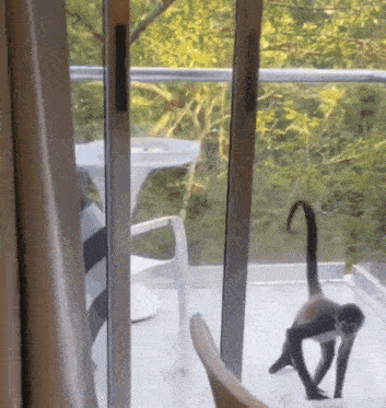 a monkey is standing on a balcony looking out a window